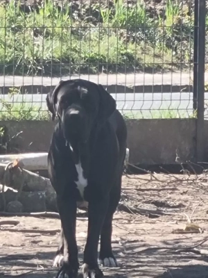 Étalon Cane Corso - Rmes Des Gardiens De La Sirandale