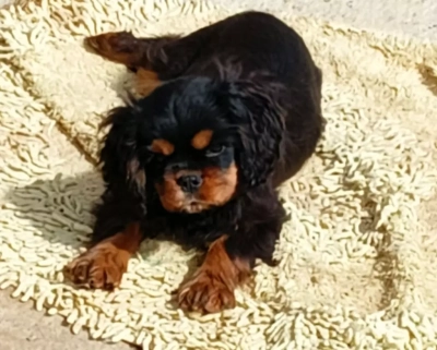 Étalon Cavalier King Charles Spaniel - Satine Du Souvenir Des Dicks