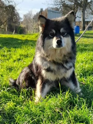 Étalon Chien finnois de Laponie - Naantali haltijatar Des royaumes du grand nord