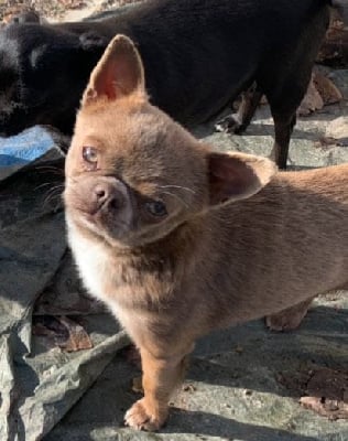 Étalon Chihuahua - Royal saphir De L'Eden Des Petits Precieux