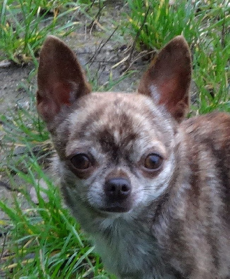 Étalon Chihuahua - Nessie De la fontaine aux maléfices