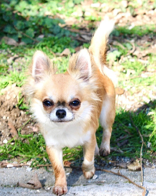 Étalon Chihuahua - Ryanna le jardin d’eden