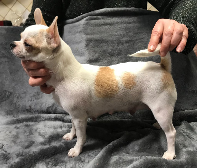 Étalon Chihuahua - Paloma blanca Des Barons De Maule