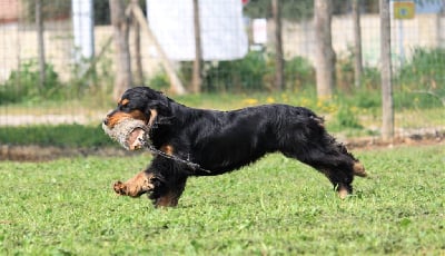 Étalon Cocker Spaniel Anglais - Pietra Du Plo Del Bosc