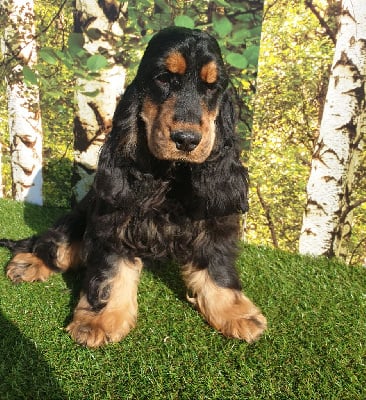 Étalon Cocker Spaniel Anglais - Sarah du domaine de Std Gladyce