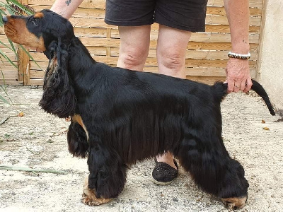 Étalon Cocker Spaniel Anglais - Rainbow du Bois d'Achelles