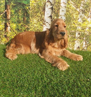 Étalon Cocker Spaniel Anglais - Soue du domaine de Std Gladyce