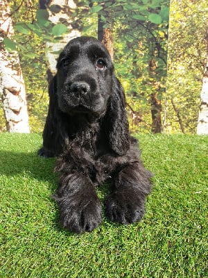 Étalon Cocker Spaniel Anglais - Sissou du domaine de Std Gladyce