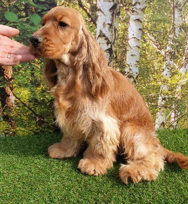 Étalon Cocker Spaniel Anglais - Sergio du domaine de Std Gladyce