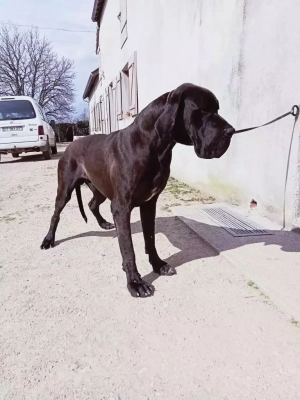 Étalon Dogue allemand - Sarco du Cerbere d'Eyjeaux