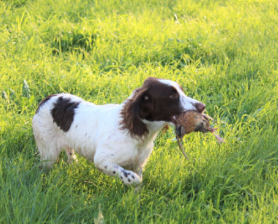 Étalon English Springer Spaniel - Onyx du plateau du coq noir