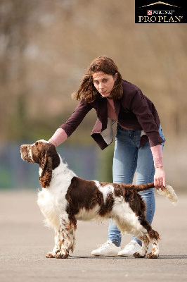 Étalon English Springer Spaniel - Rain dancer in Shade of Pure