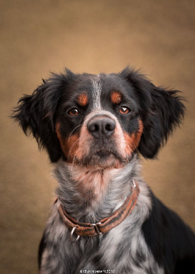 Étalon Epagneul Breton - Petit queen Do Coração Leal