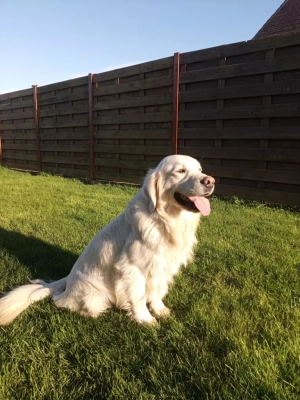 Étalon Golden Retriever - Ruben De La Vallee Des Jolis Chênes