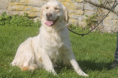 Étalon Golden Retriever - Rosalie de l'Abbaye de Jumieges