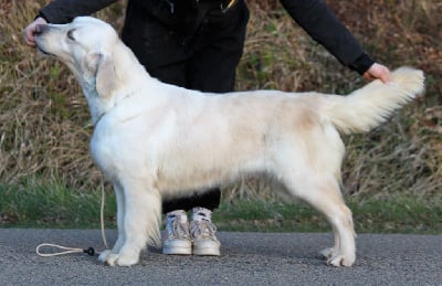 Étalon Golden Retriever - Pina colada du royaume des horizons d'or