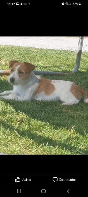 Étalon Jack Russell Terrier - O'audi De malaga