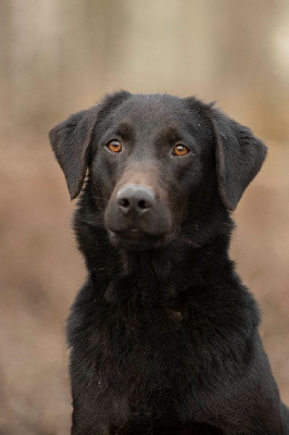 Étalon Labrador Retriever - Masters of Water River