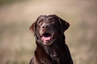 Étalon Labrador Retriever - Jacinthe (Sans Affixe)