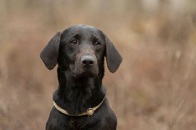 Étalon Labrador Retriever - Masters of Water Ryta