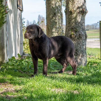 Étalon Labrador Retriever - Lord dit loyd (Sans Affixe)