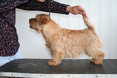 Étalon Norfolk Terrier - allright Red lord leonardo