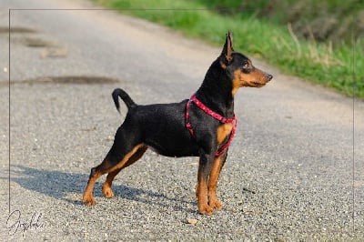 Étalon Pinscher nain - Pleum De la Maison d'Este