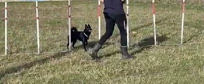 Étalon Schipperke - Saissa des Grandes Voies