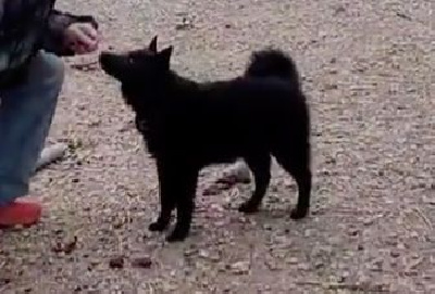 Étalon Schipperke - Savalfer des Grandes Voies