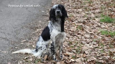 Étalon Setter Anglais - Oussine du Crohot noir