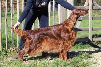 Étalon Setter irlandais rouge - CH. Riverwood Over the moon jw