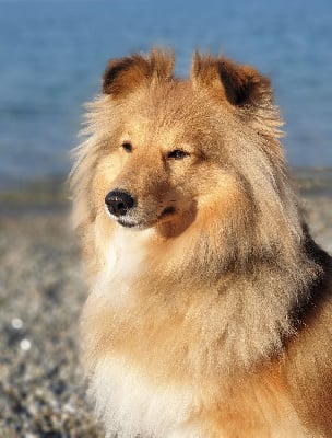 Étalon Shetland Sheepdog - Polka Du Val Pontois