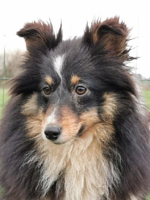 Étalon Shetland Sheepdog - Sakura du mont de la chenaie