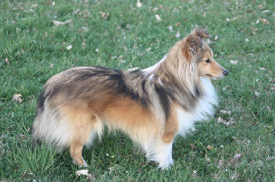 Étalon Shetland Sheepdog - Pesca De L'odyssée Des Deux Forbans