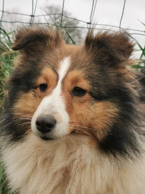 Étalon Shetland Sheepdog - Sultane du mont de la chenaie