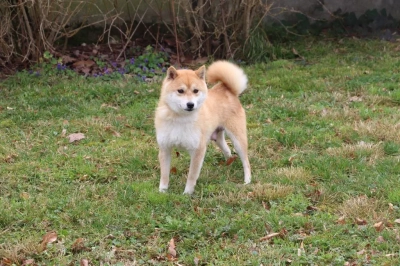 Étalon Shiba - Oanna des bois de la bro