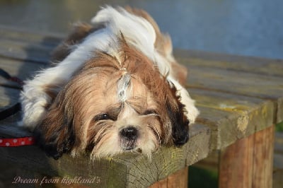 Étalon Shih Tzu - Ryu De la butte de Goliath