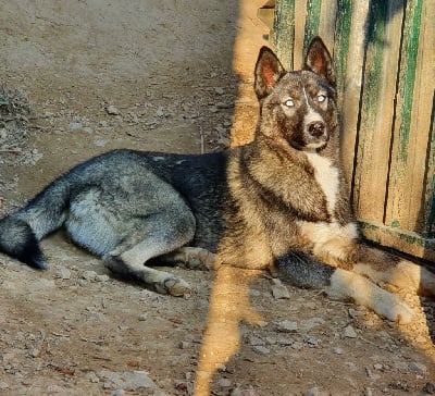 Étalon Siberian Husky - Sancy Snow Sparrow