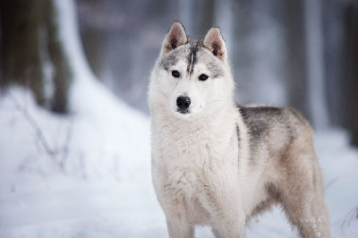 Étalon Siberian Husky - Really , i am groot Of Northern Lights Spirit