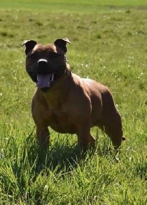 Étalon Staffordshire Bull Terrier - Kiss Kool Roxy
