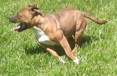 Étalon Staffordshire Bull Terrier - Pampa Du Royaume De Babylone