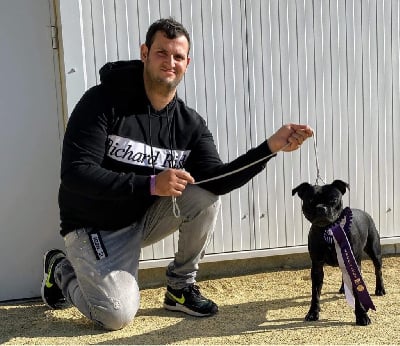 Étalon Staffordshire Bull Terrier - Roxy née pour être des anges