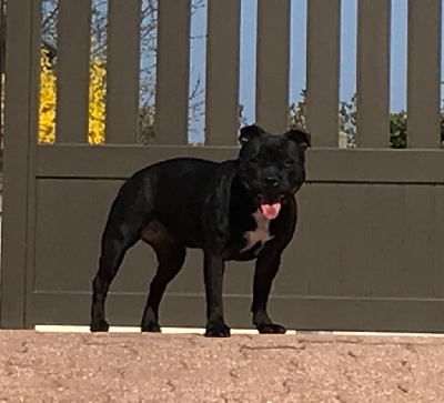 Étalon Staffordshire Bull Terrier - Shadow dark knight of Atomic Dog