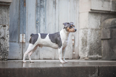 Étalon Terrier Bresilien - CH. Cocorico do jardim imbui