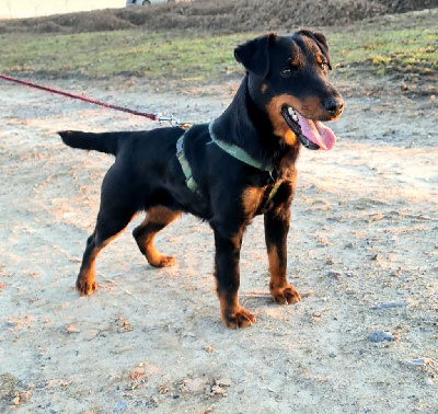 Étalon Terrier de chasse allemand - Rock Du Mont Saint Hubert