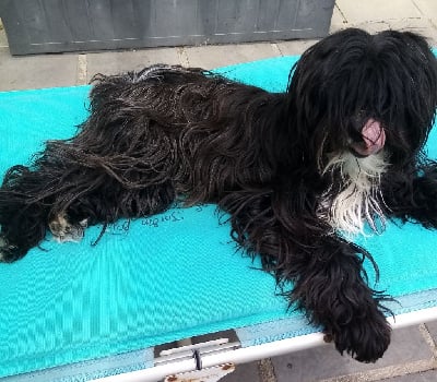 Étalon Terrier Tibetain - Dawa Niyma Romy