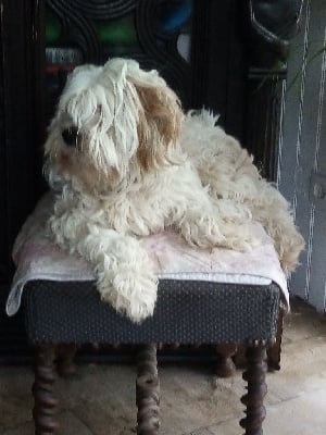 Étalon Terrier Tibetain - Dawa Niyma Peter