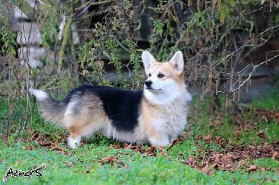 Étalon Welsh Corgi Pembroke - Or black morabito du Pays aux Longs Hivers