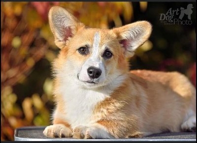 Étalon Welsh Corgi Pembroke - aikemuno Rover