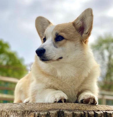 Étalon Welsh Corgi Pembroke - corgi red hill Felicia